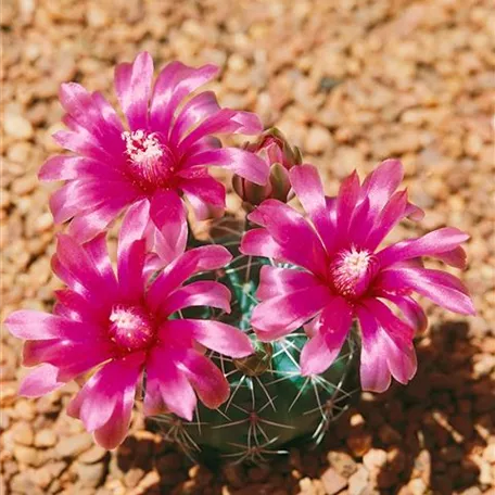 Gymnocalycium