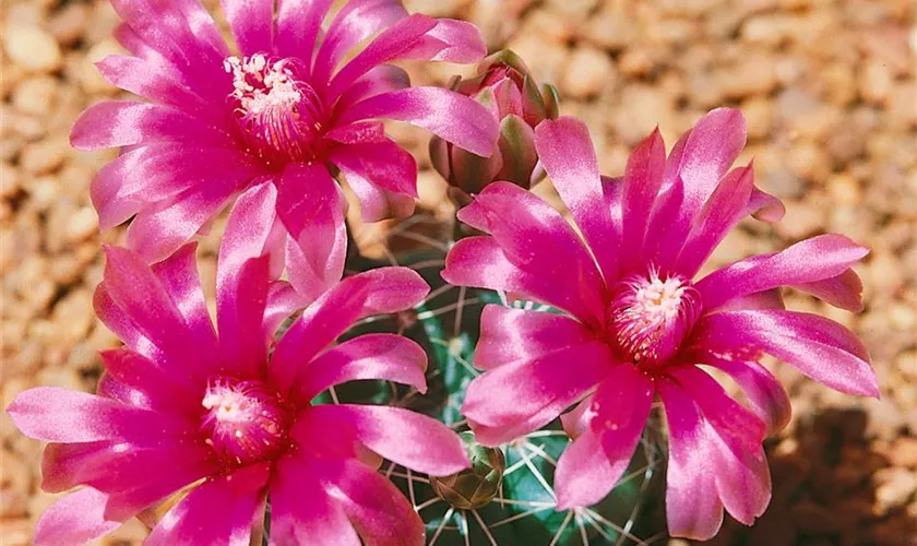 Gymnocalycium 