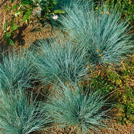 Festuca glauca 'Superba'