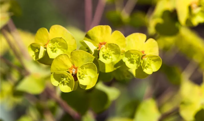 Euphorbia amygdaloides 'Thalia'