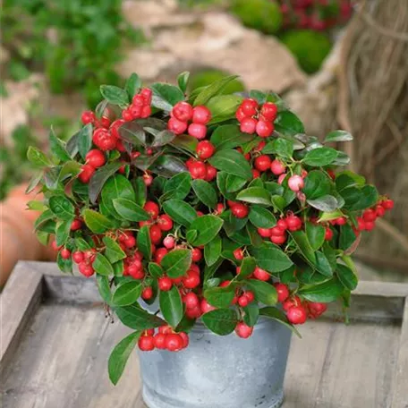 Gaultheria procumbens 'Winter Pearls'