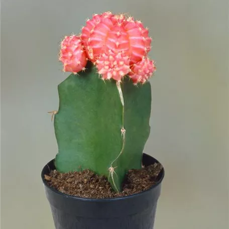 Gymnocalycium mihanovichii