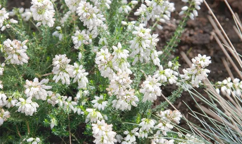 Grauheide 'Alba Major'