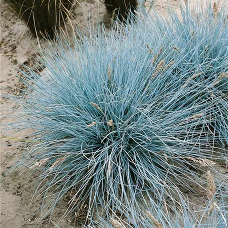 Festuca glauca 'Typ Uchte'