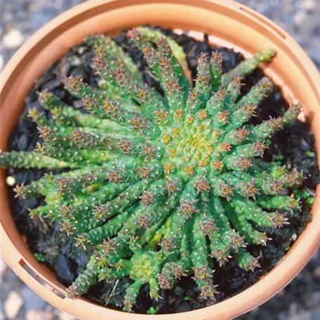 Euphorbia caput-medusae