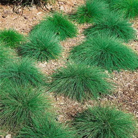 Festuca ovina 'Elijah Green'