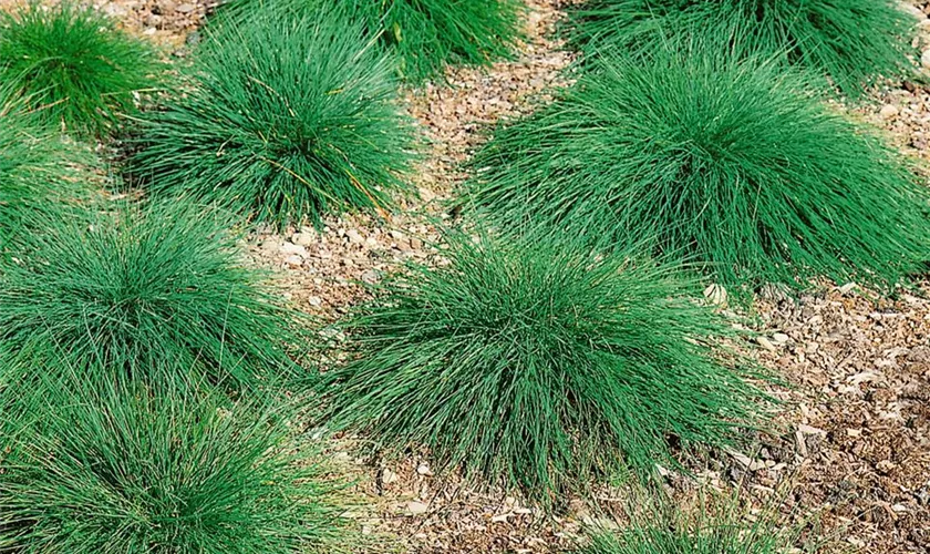 Festuca ovina