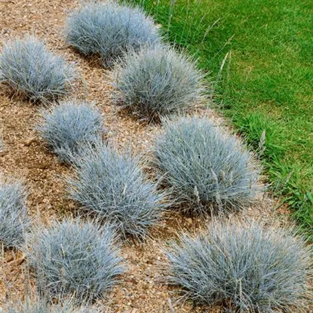 Festuca ovina 'Harz'