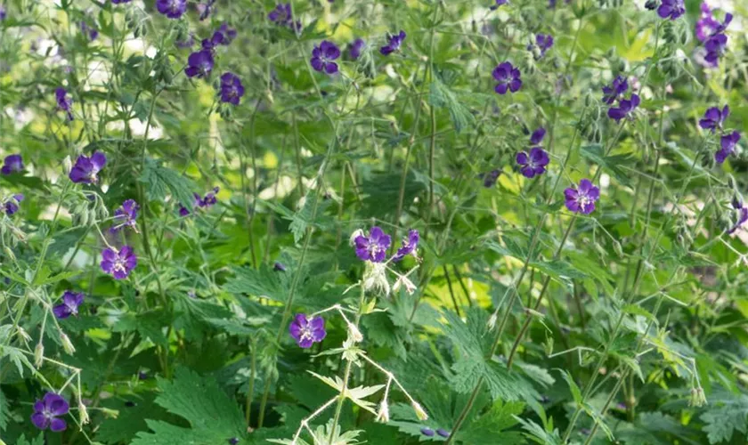 Geranium phaeum 'Majus'