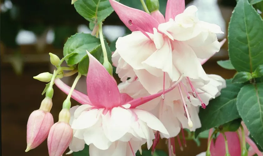 Fuchsia 'Annabel'