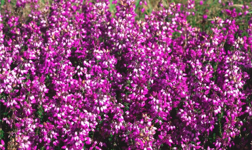 Grauheide 'Purple Beauty'