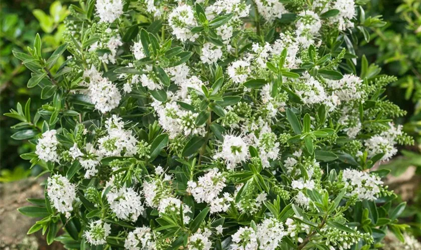 Strauchveronika 'White Lady'