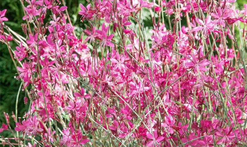 Prachtkerze 'Belleza Early Pink'