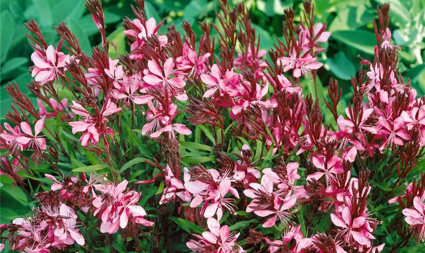 Gaura lindheimeri 'Crimson Butterfly'