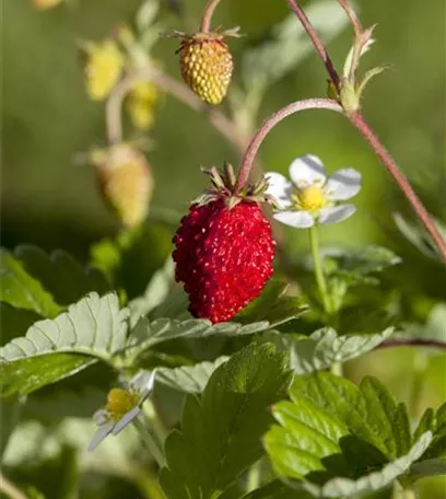 Essbares aus dem Wald