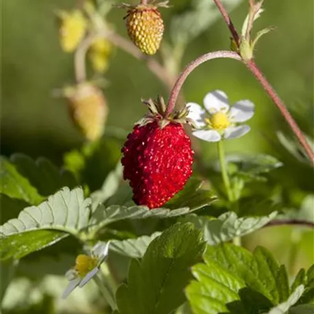 Fragaria vesca 'Mignonette'