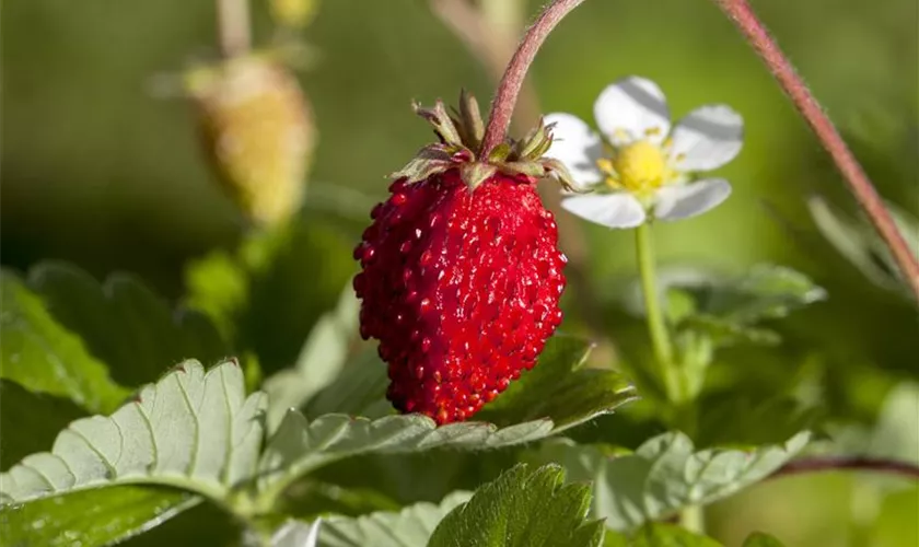 Walderdbeer 'Mignonette'