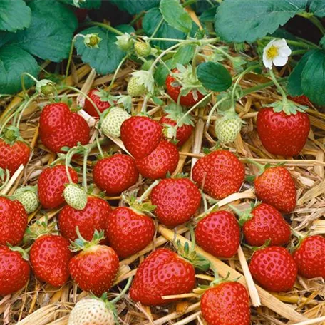 Fragaria vesca var. semperflorens 'Arcadia'®