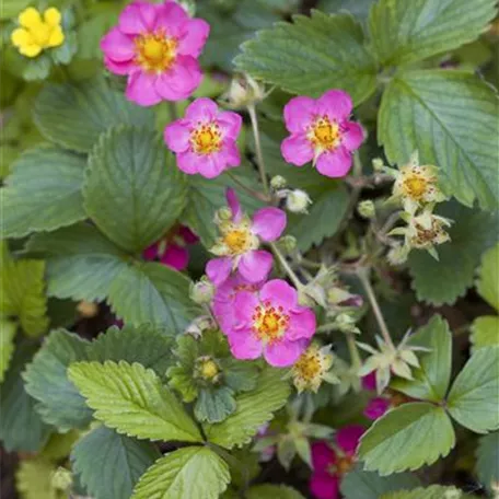 Fragaria vesca, rosa