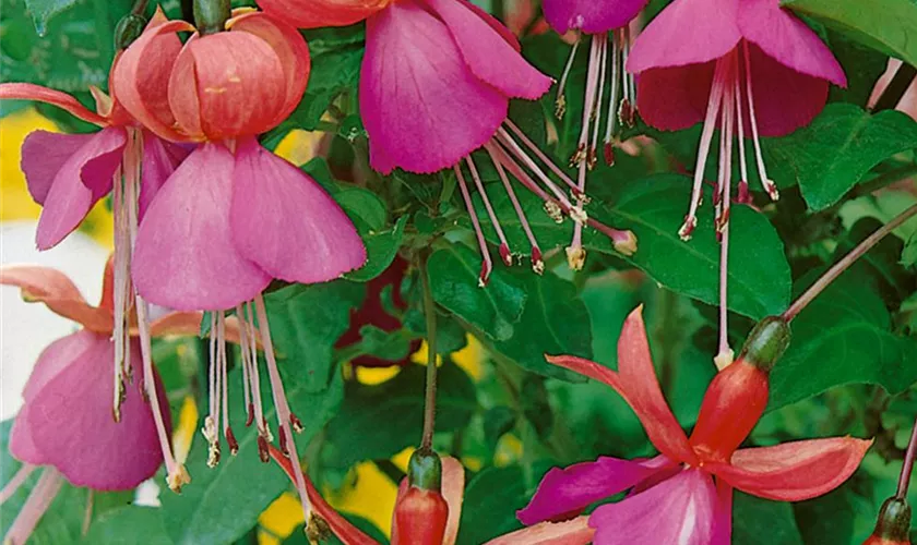 Fuchsia 'Beacon'