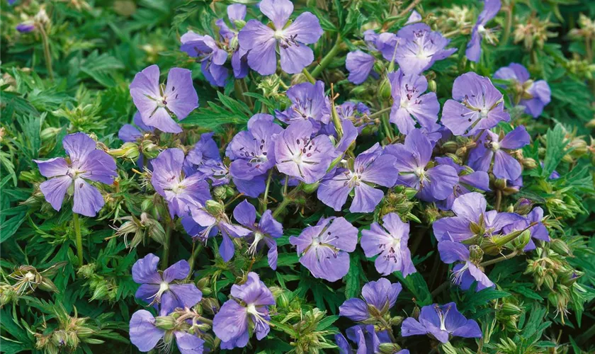 Geranium pratense 'Havanna Blues'