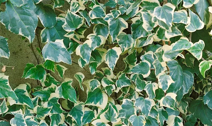 Hedera canariensis 'Gloire de Marengo'