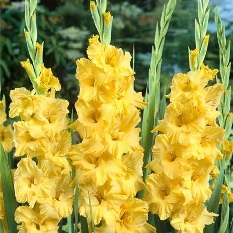 Gladiole 'Banana Ruffle'