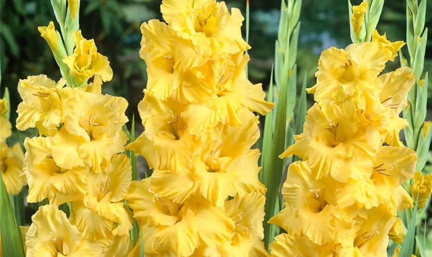 Gladiolus 'Banana Ruffle'