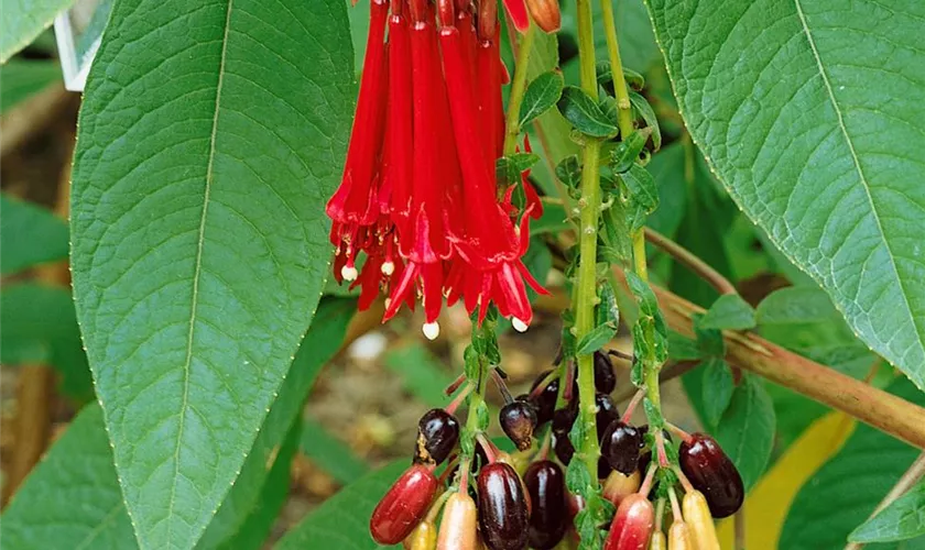 Fuchsia boliviana