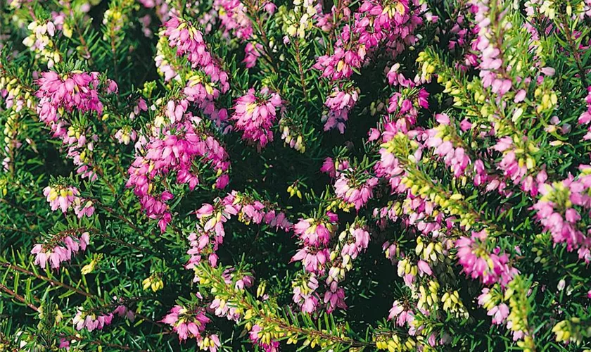 Winterblühende Heide 'Furzey'