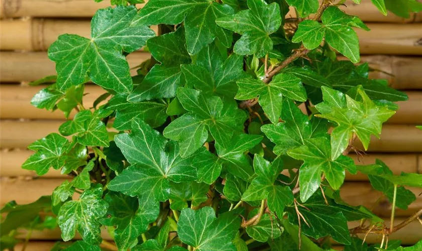 Hedera helix 'Cheeky'