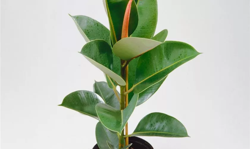 Ficus benghalensis