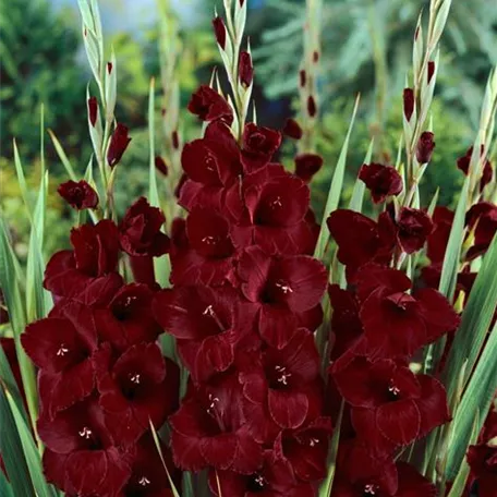 Gladiole 'Blackstar'