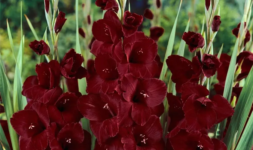 Gladiolus 'Blackstar'