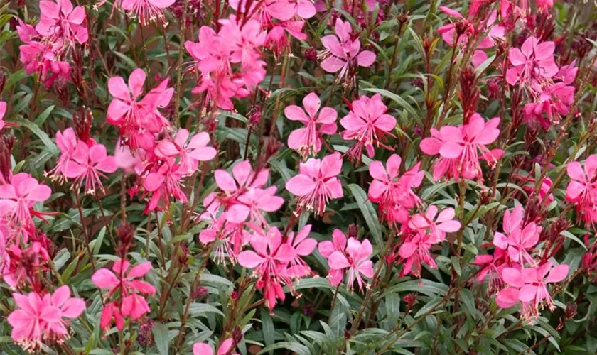 Gaura lindheimeri 'Gaudi Pink'