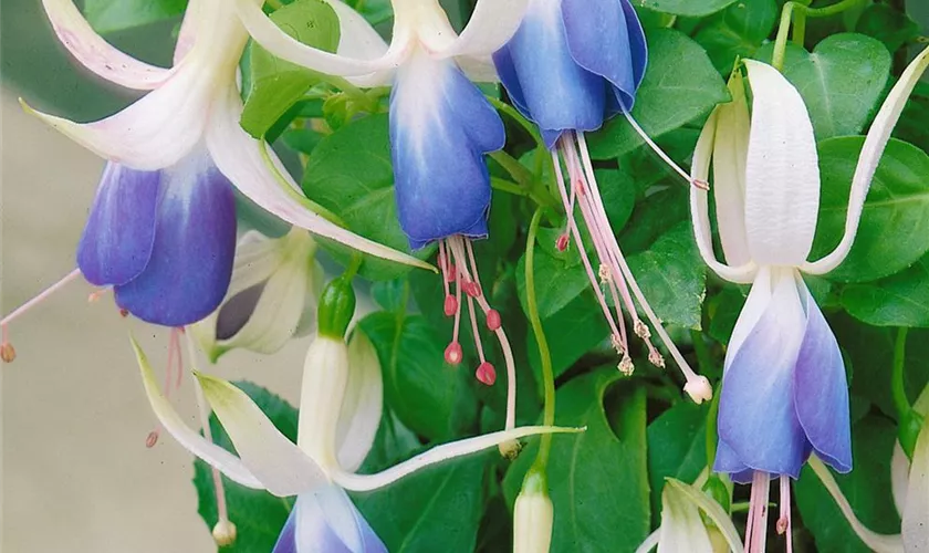 Fuchsia 'Carmel Blue'