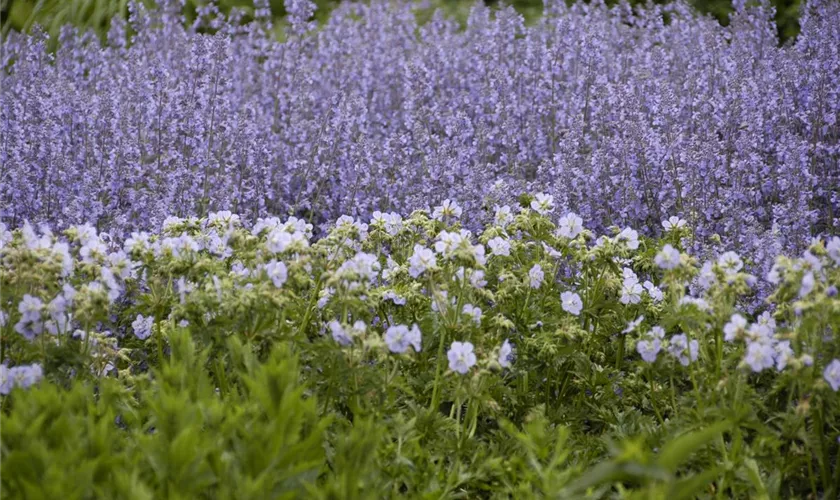 Salvia nemorosa 'Tänzerin'