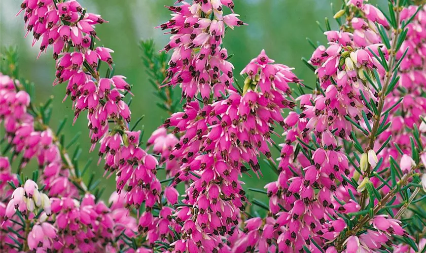 Winterblühende Heide 'Pink Harmony'