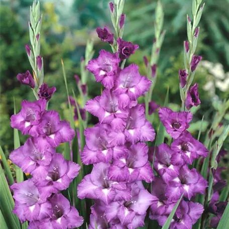 Gladiole 'Blue Isle'