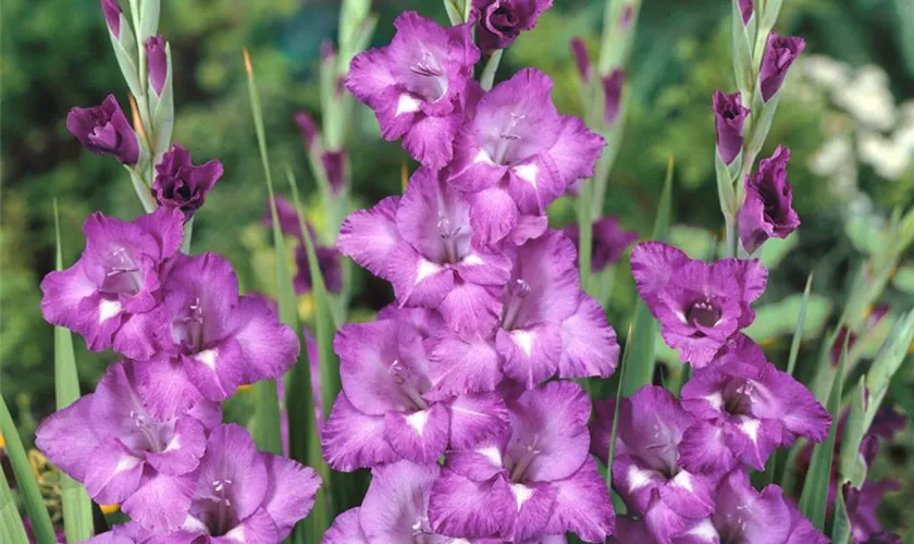 Gladiolus 'Blue Isle'