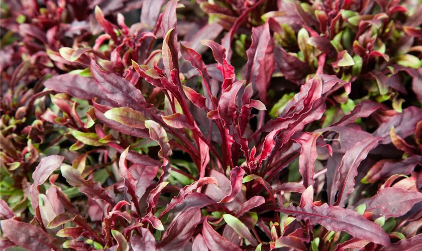 Gaura lindheimeri 'Gaudi Red'