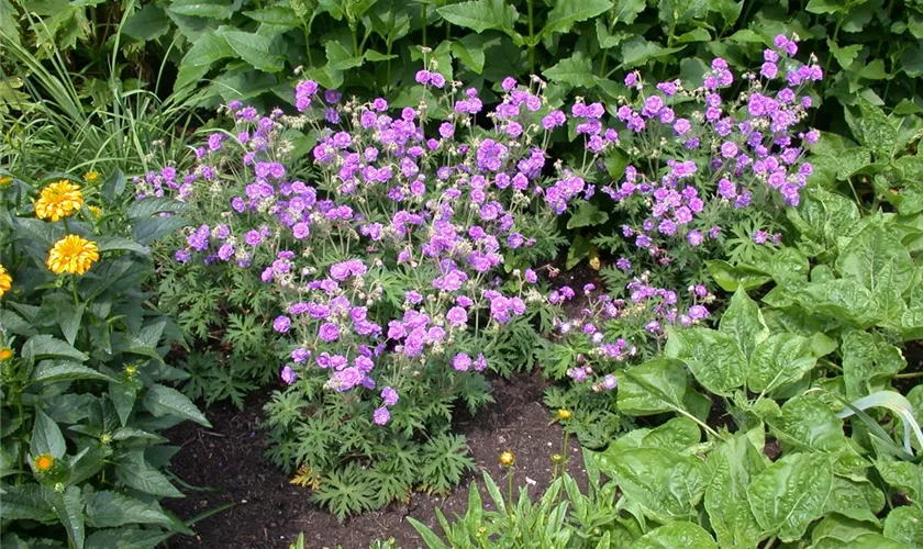 Geranium pratense 'Plenum Violaceum'