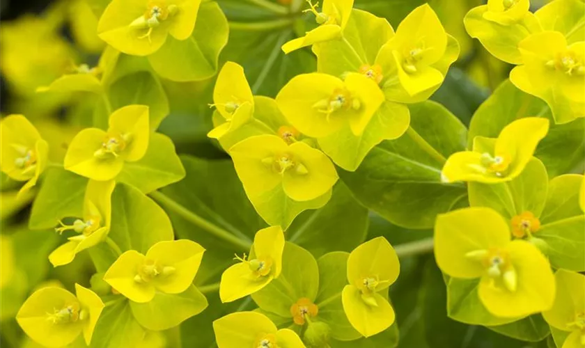 Hohe Garten-Wolfsmilch 'Goldener Turm'