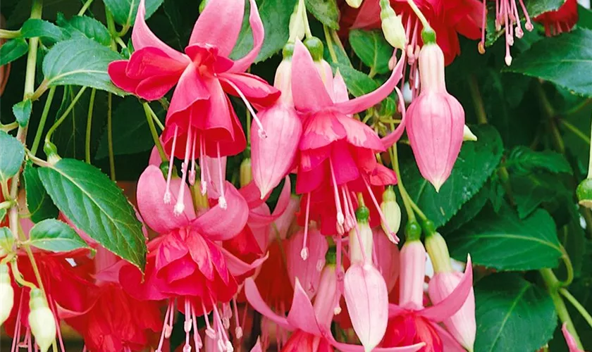 Fuchsia 'Dancing Flame'