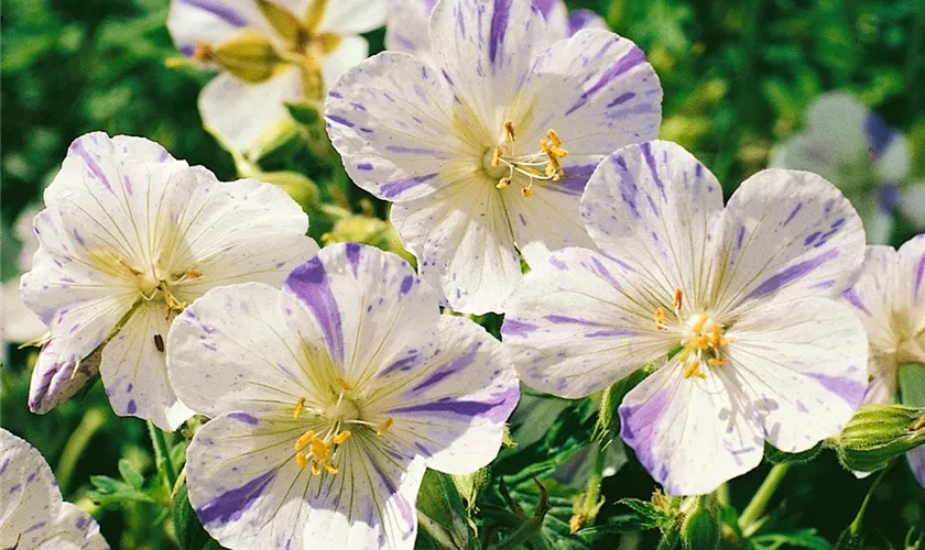 Geranium pratense 'Splish Splash'