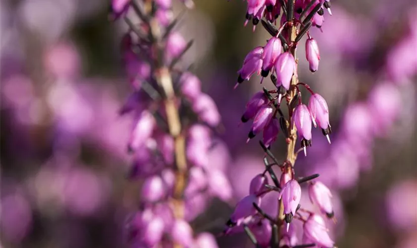 Winterblühende Heide 'Rubina'