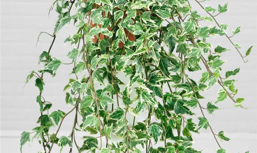 Hedera helix 'Esther'