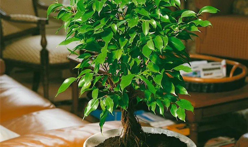 Ficus benjamina 'Babilatos', Stamm