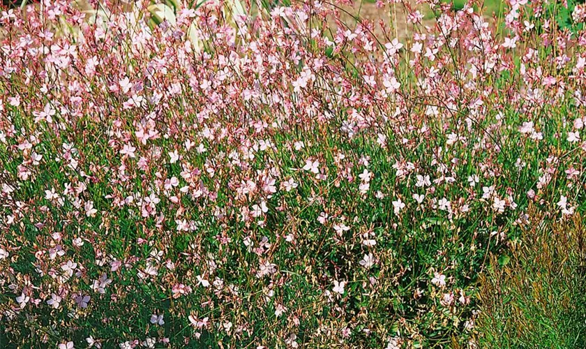 Gaura lindheimeri 'Grace'