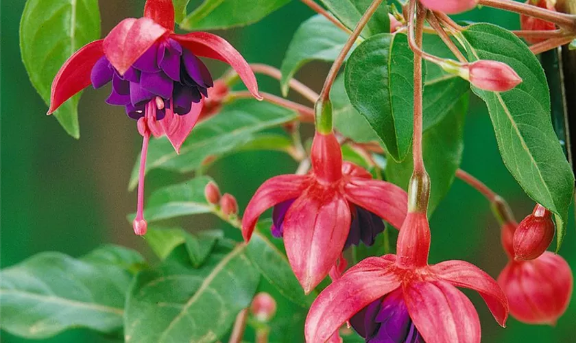 Fuchsia 'Dollarprincess'